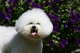 BICHON FRISE 531